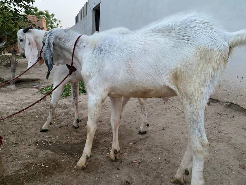 white bakra 1