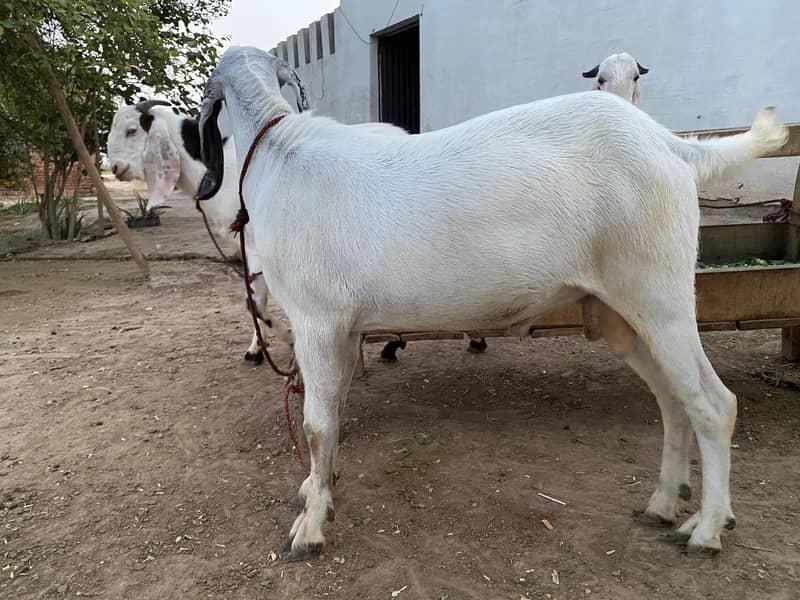 white bakra 2