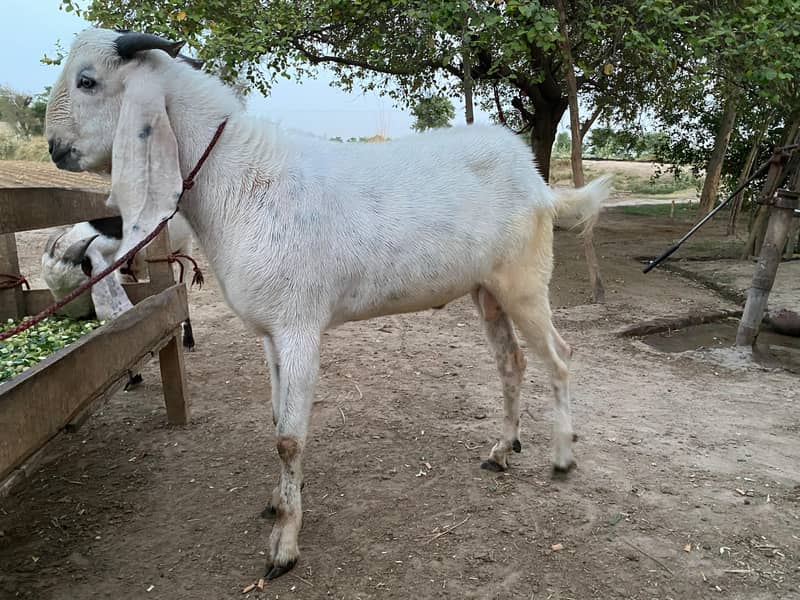 white bakra 4