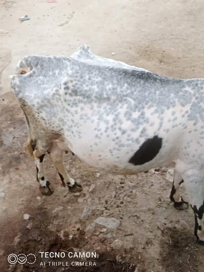 cow for sale