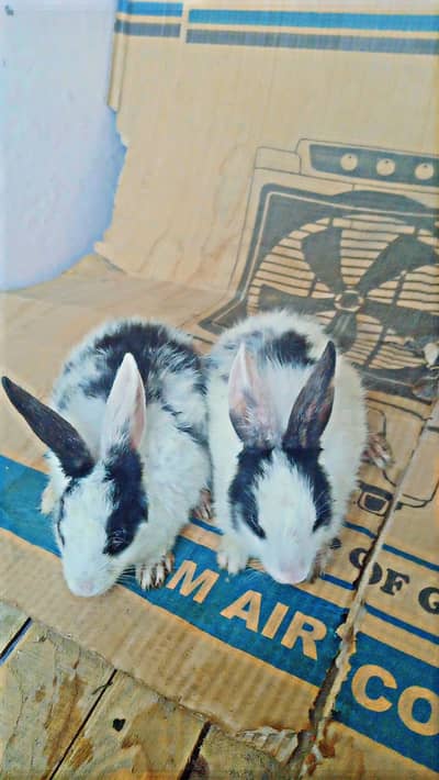 Very Cute or Beautiful Rabbits babies Pair 