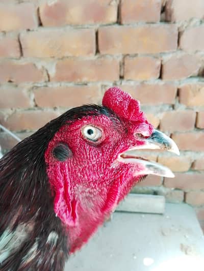 Lasani high quality pair for sale