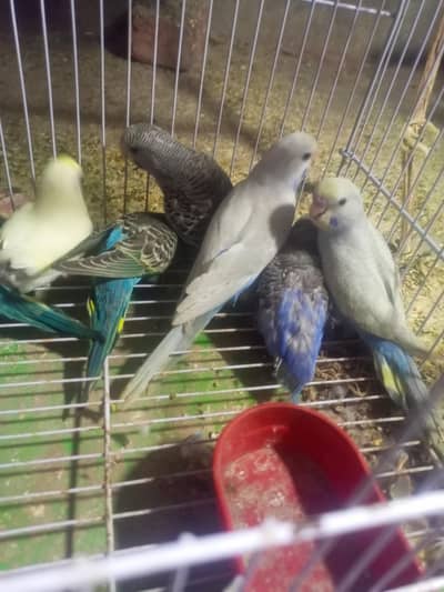 buggies pathy urgent sale 03494742946