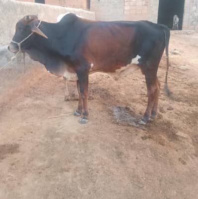 bulls for sale 2 dant Ghar ka Pala hus