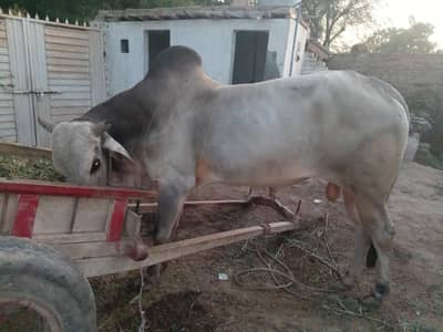 Qurbani Kay liy