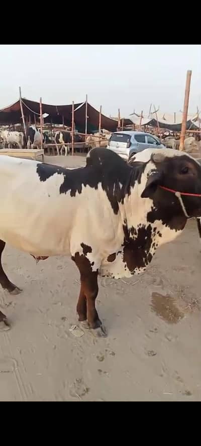 Bachra 2 daant +92 300 2058476