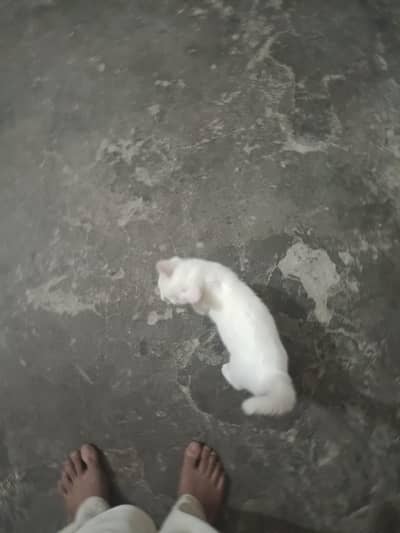1 cat