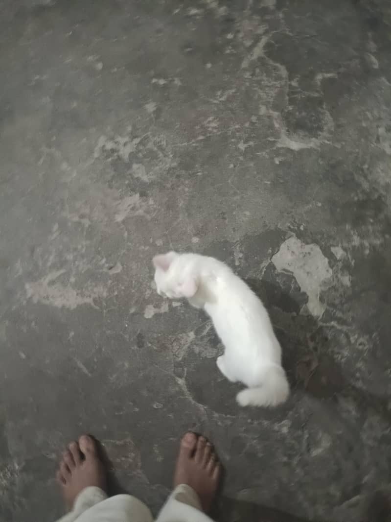 1 cat 0