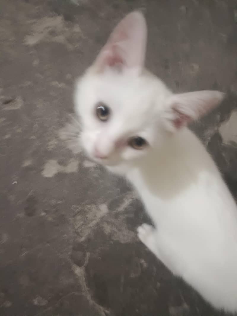 1 cat 1