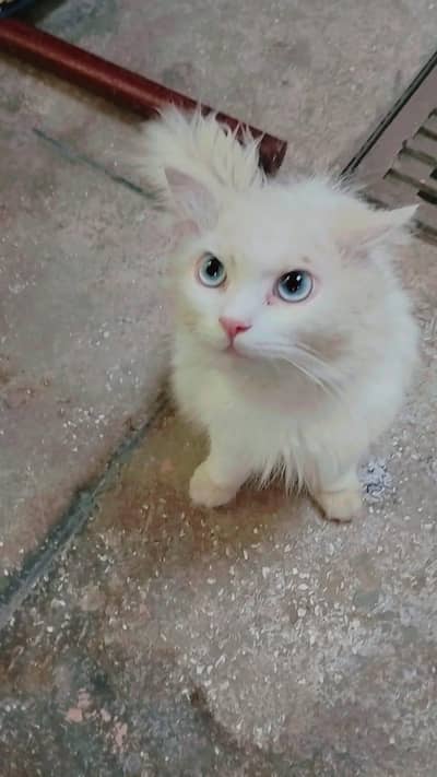 Persian Cat white double coated blue eyes