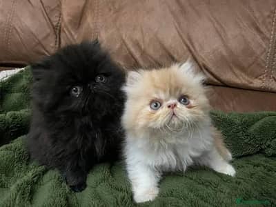 Persian kittens