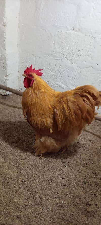 GOLDEN BUFF