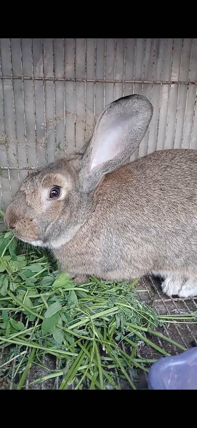 GERMAN GINT RABBIT
