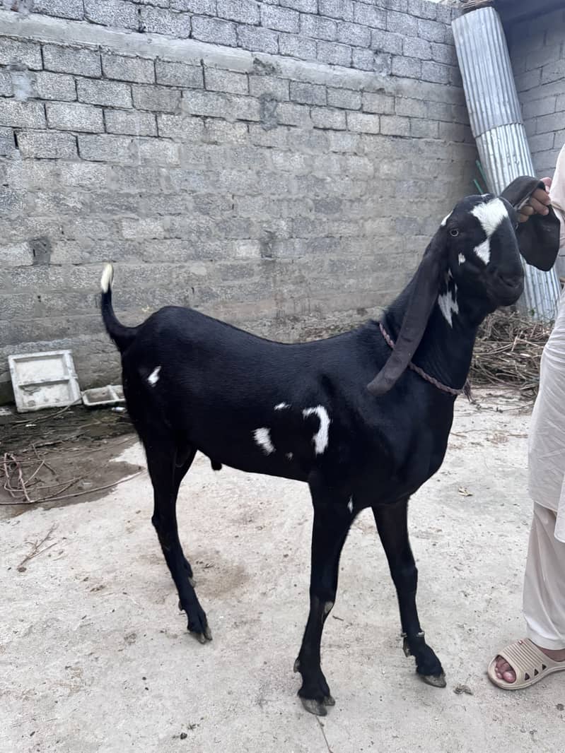 Goats 0