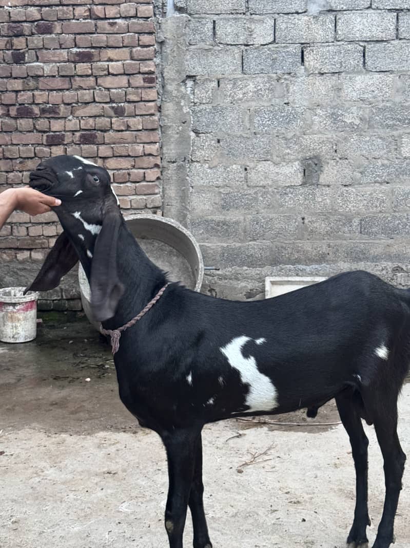 Goats 1