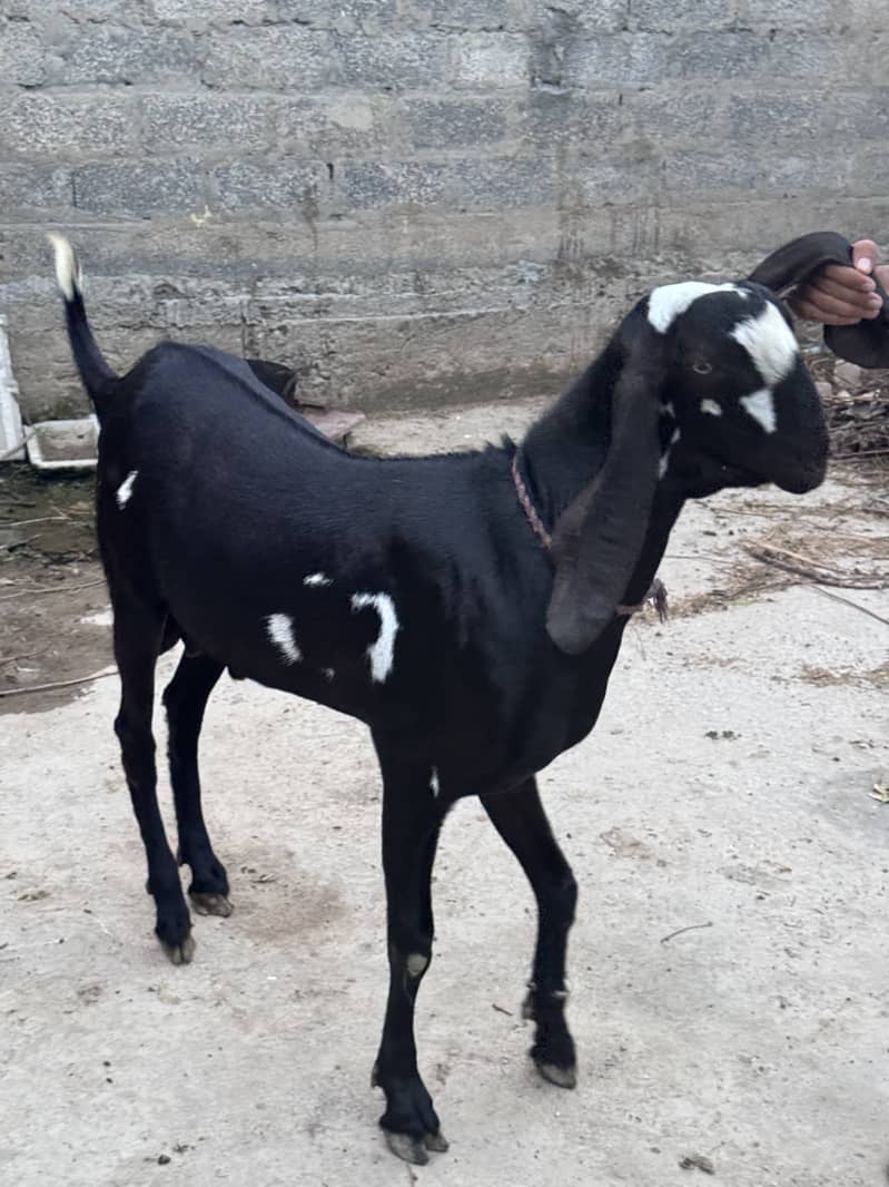 Goats 2