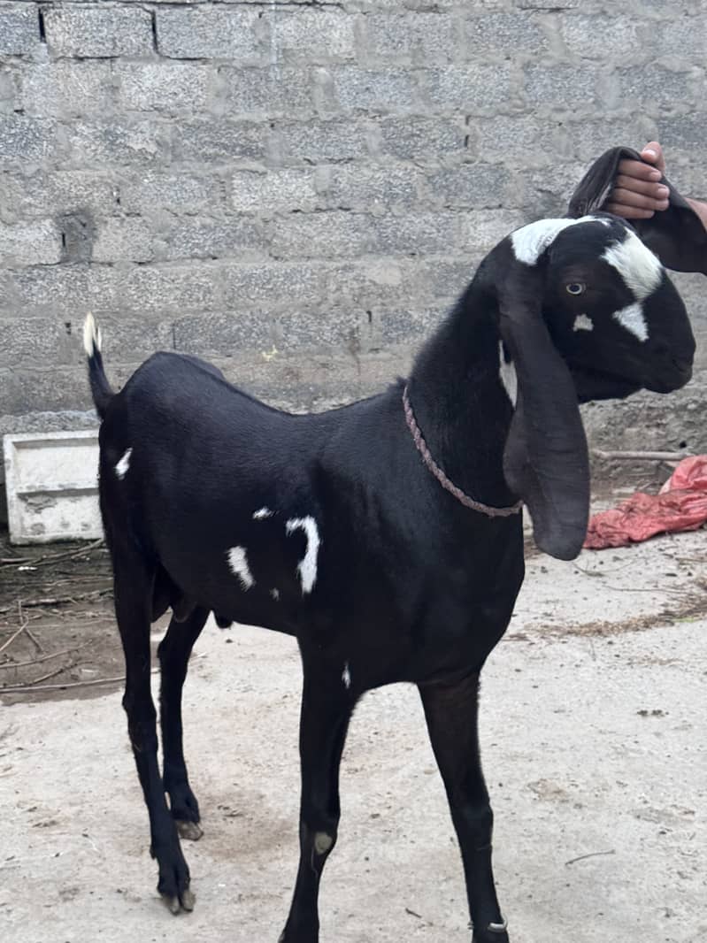 Goats 3