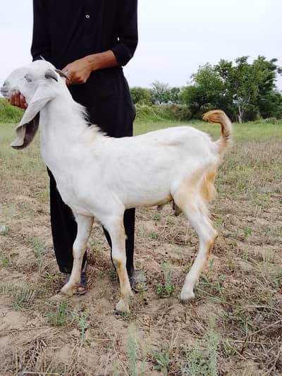 bakra for sale