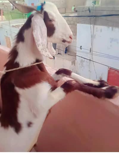 MashaAllah White Bakri & Brown Bakra Pair – Perfect Qurbani Deal