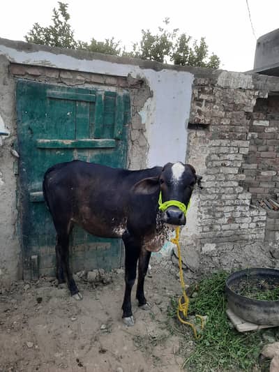 Cow for Qurbani