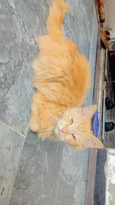 male cat
