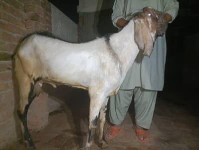 qurbani ka bakra for sale do dant ka hai 80kg