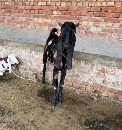 Black goat