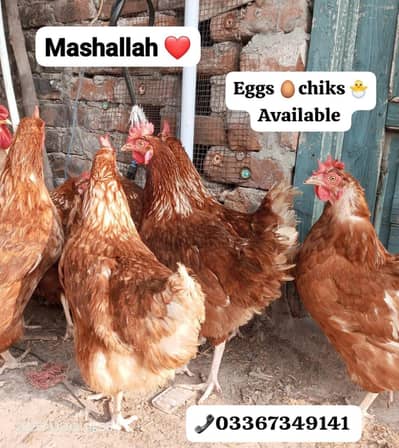 Lohman Brown chiks & fertile eggs available. . . 03367349141