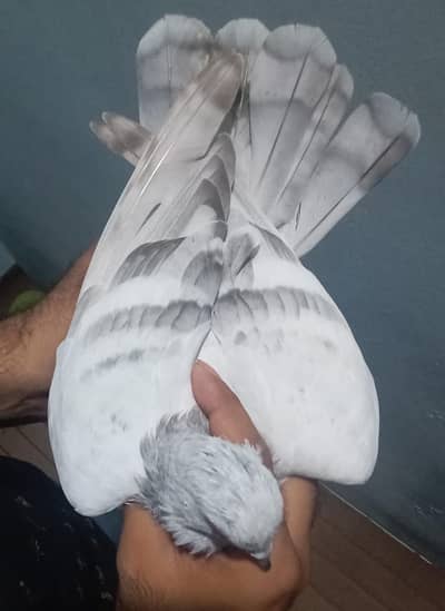 indian sike wala kabootar