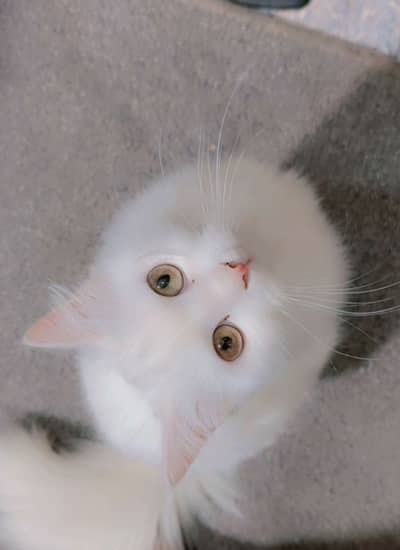  White Persian Cats Pair for Sale