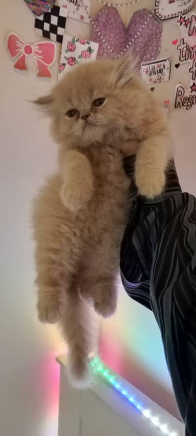 Punch face Persian kitten
