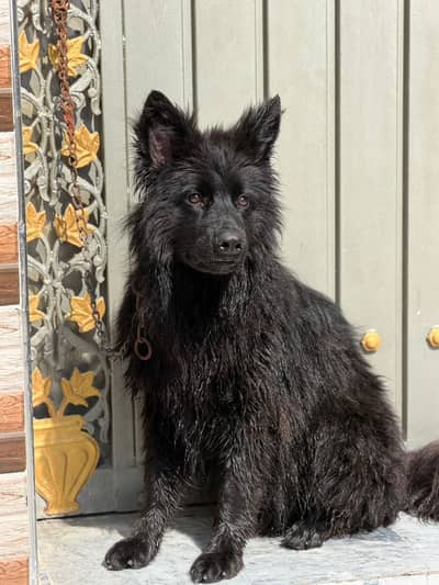 German Shepherd |Black German Shepherd | Long Coat Black Shepherd |GSD