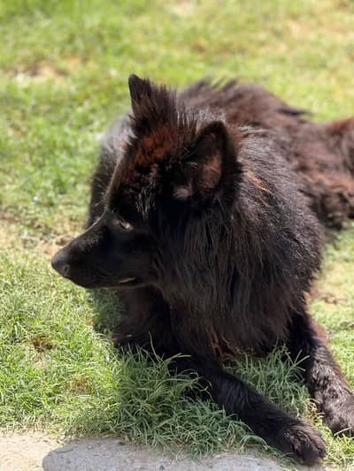 German Shepherd |Black German Shepherd | Long Coat Black Shepherd |GSD