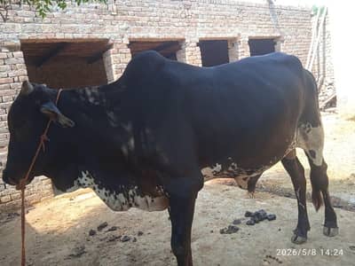 Qurbani ka bull