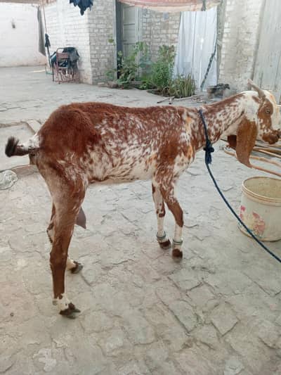 Bakri for sale