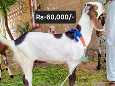 Qurabi ke 2 dant desi active bakre