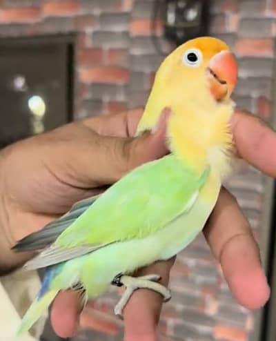 lovebirds . mutation lovebirds . pale fallow ans split ino online eno