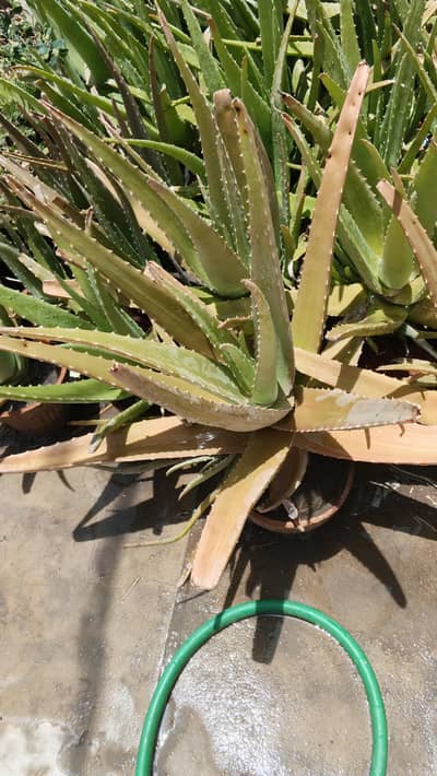 Aloe Vera