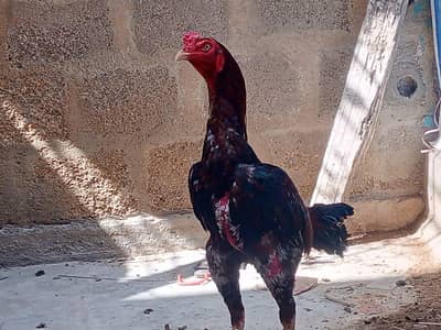 aseel murga heera femail