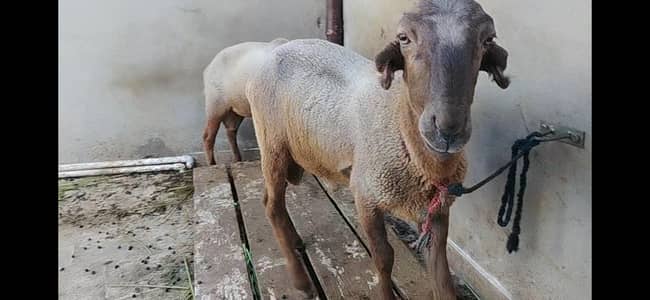 dumba sale for qurbani