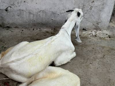 Bakra