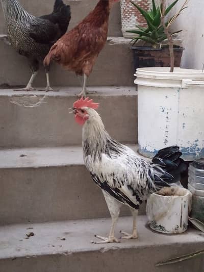 1 cock and 3 hens for sale