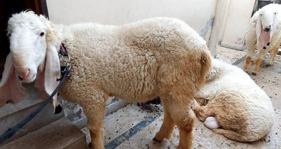 white Sheep (Chatra)