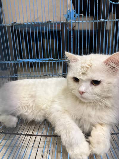Mature breeder male cat triple coat