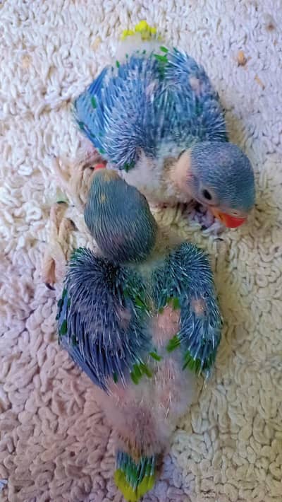 Pahari Chicks Home Breed Each 9500