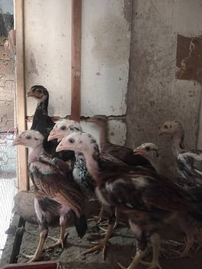 aseel chicks
