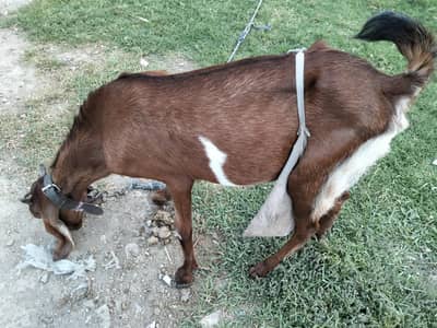 desi bakri for sale