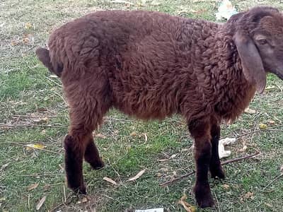 top class turke breed chake wala