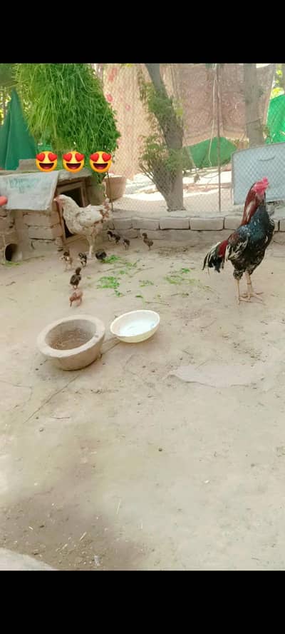 aseel mourgi murgi