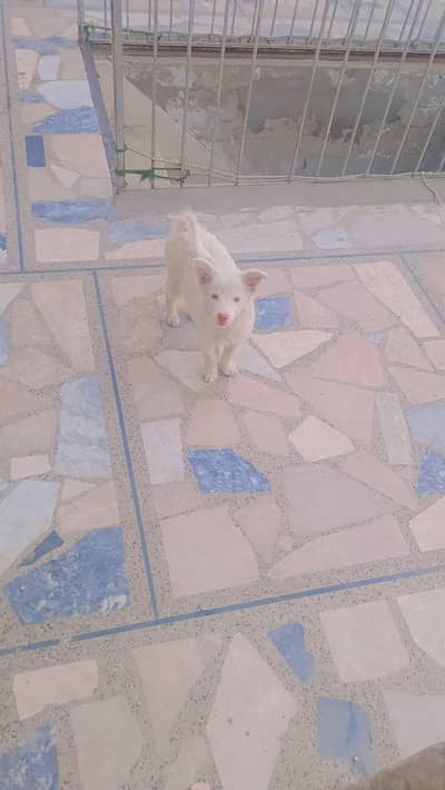 Original Russian Breed